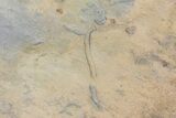 Cruziana (Fossil Trilobite Trackway) Slab - Oklahoma #68977-2